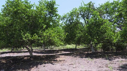 Tras fin de autodefensas, regresa la violencia a Michoacán