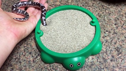Waffle the Kenyan Sand Boa playing with his new toy!