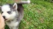 Funny animal videos: Husky Dogs And Puppies Compilation