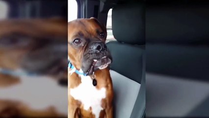 Funny animal videos: Talking Dogs Compilation