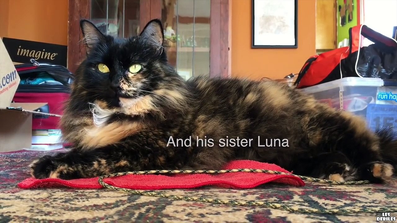 Deux chats chez le coiffeur