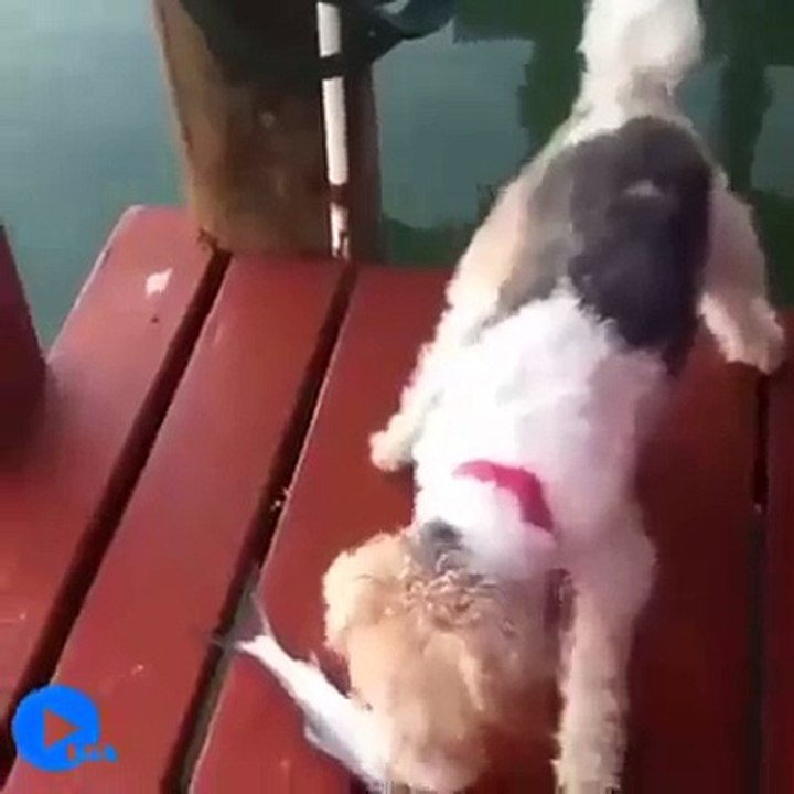 Köpeğe Dikkat