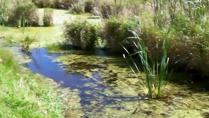 Out On A Walk:  Where I Grew Up