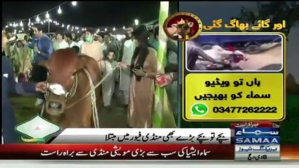See The Reaction Of Samaa News Reporter, When Sacrificial Bull Try To Hit Him