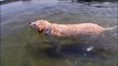 Ce chien fait du sur place en nageant... Il est pas arrivé