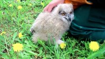 Funny animal videos: Funny Owls And Cute Owl Videos Compilation