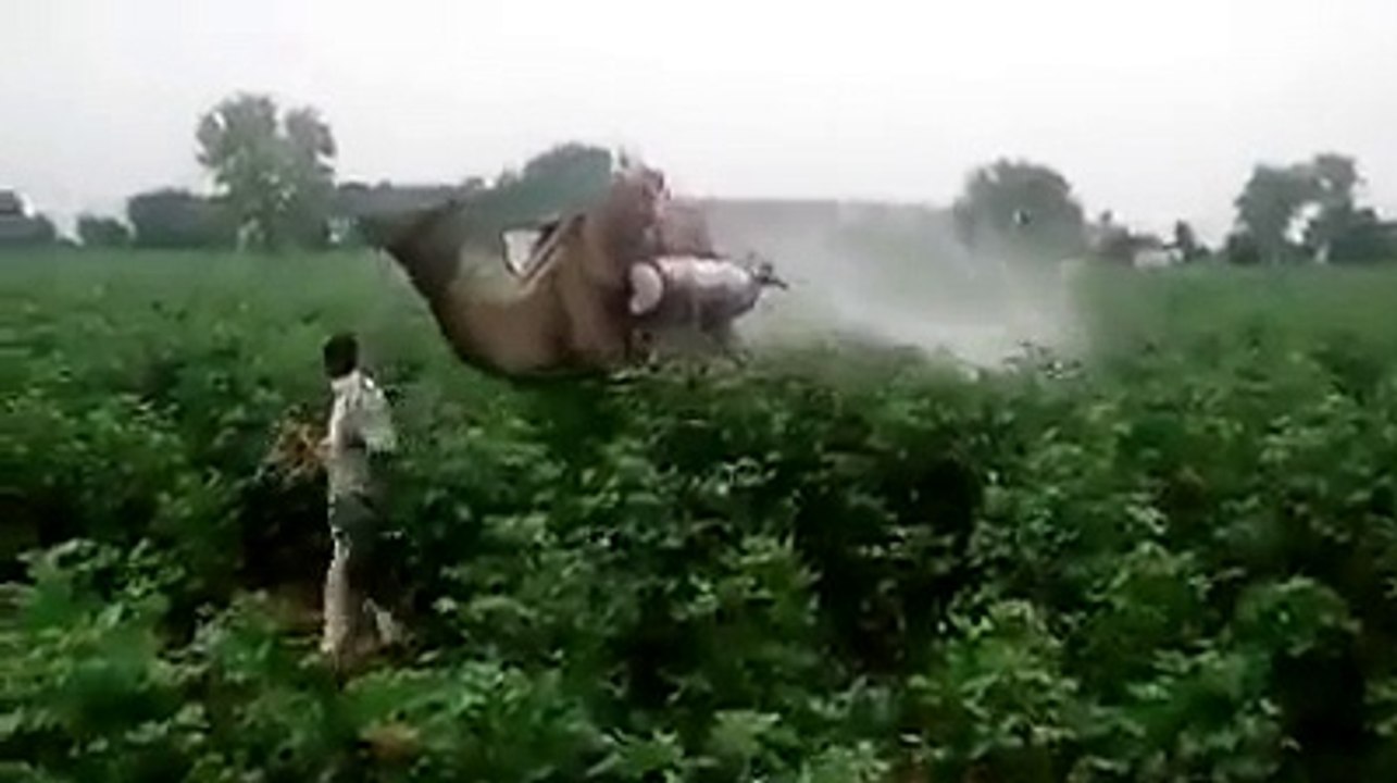 Amazing Sprinkling Camel