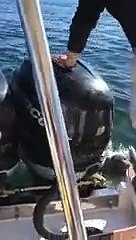 Un phoque chassé par des orques sauve sa peau de justesse en sautant sur le ponton arrière d'un bateau!