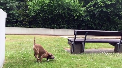 DOG FAILS ★ Dog Fails 2016 (NEW) (HD) [Funny Pets]