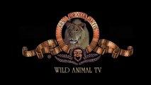 Most Shocking Lion Attacks Buffalo - Crazy Animal Attack People,Bear,Rhino,elephant | Wild Animal T