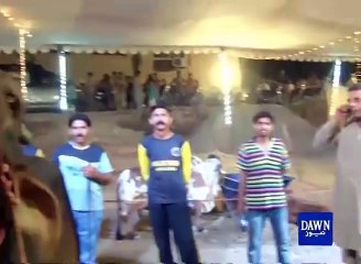 Obedient animals in Lahore cattle marketمالک کا حکم  ماننے والا بیل لاہور میں