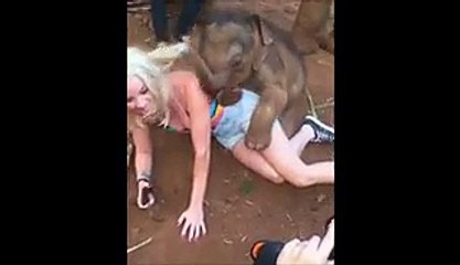 Elephant gone crazy with Girl
