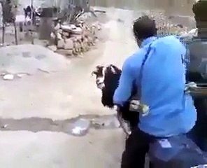 Foolish Man Fixing Goat in Motor Bike