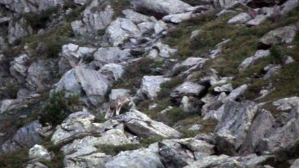 L'appel du loup, libre et sauvage!