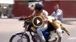 Man ride a buffalo and goat at Motorcycle at same time
