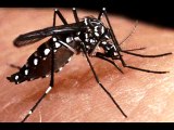 Mexico esta haciendo las primeras pruebas de vacunas contra el dengue