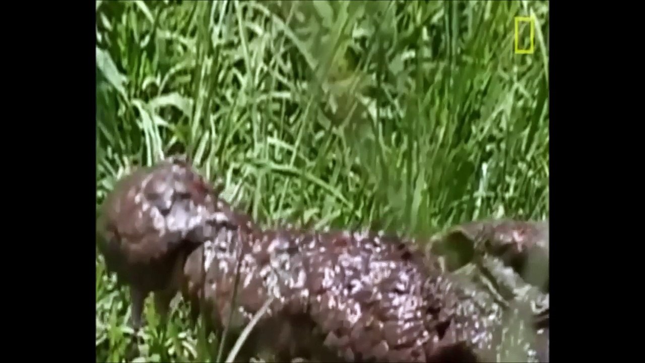 Real fight animals on the planet #2 crocodile and deer, lion and buffalo part 2_1