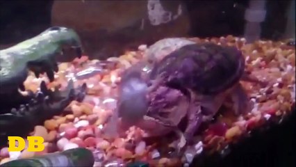 Snapping turtle eats frog