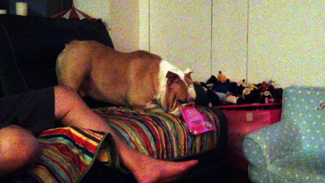 Meatball tearing into some cardboard