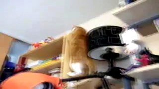Funny Videos : Fat Cat Song