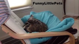 Funny video Funniest Cat ever Cat trying to catch her own tail