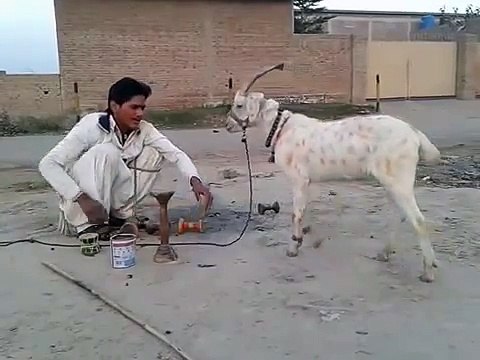 Funny Goat Very Funny Video Clips Funny Pranks Pakistani Funny Videos