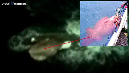 Bizarre 120m Sea ‘Creature’ Has Been Spotted On Google Earth