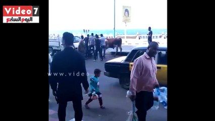 عجل هارب من الذبح يعطل المرور على كورنيش الإسكندرية