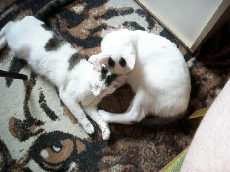 Harvey und Vinzent am 11.09.2016