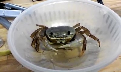 Insolite : lorsqu'un crabe domestique savoure une banane