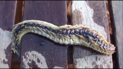Animal cauchemardesque : un énorme ver de terre poilu