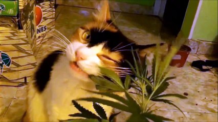 Funny Cat Eating Marijuana