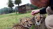 Funny animal videos: Tiger, Lion And Cheetah Cuddling With Humans Compilation