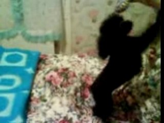 Vanille le soir au coucher