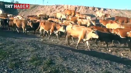 Yağışlar besicinin yüzünü güldürdü