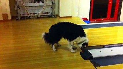 The Dog Can’t Figure Out How A Bowling Alley Works And It’s Pure GOLD