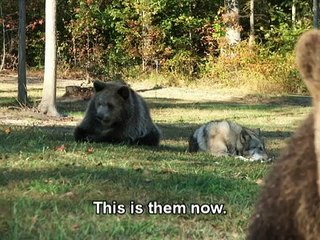 This Wolf Pounced On A Massive Bear, And You’re Going To Want To See What Happened.