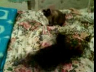 Vanille au coucher (suite)