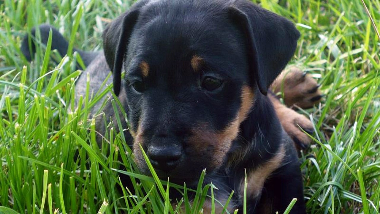 Jagdterrier