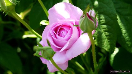 Happy Birthday Nicole ❤️