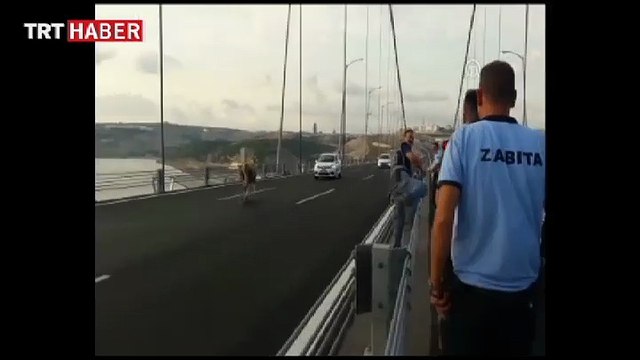 Kaçan kurbanlık sürücülere zor anlar yaşattı