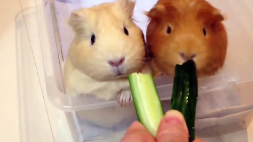 Funny animal videos: Guinea Pig Videos Compilation