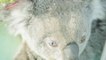 Un Koala relâché dans la nature avec deux yeux de couleurs différentes !