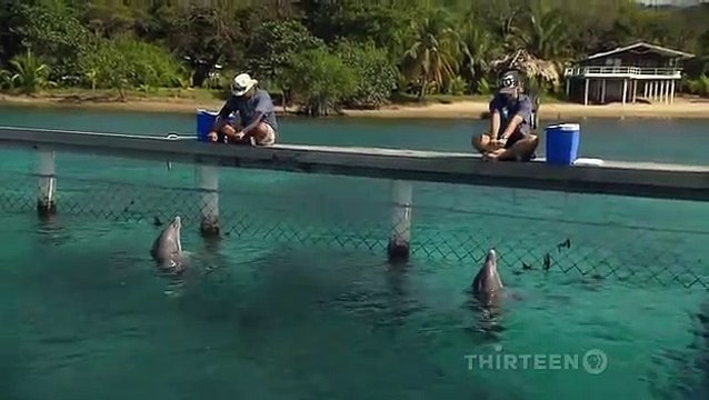 2 dauphins se parlent et créent une figure ensemble