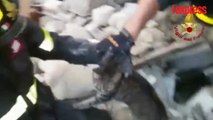 Séisme en Italie: un chat sauvé après 16 jours passé sous les décombres