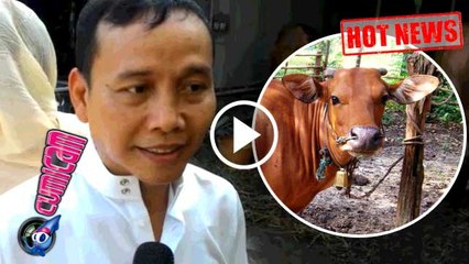 Kocak! Ayah Rozak Mau Diseruduk Sapi - Cumicam 12 September 2016