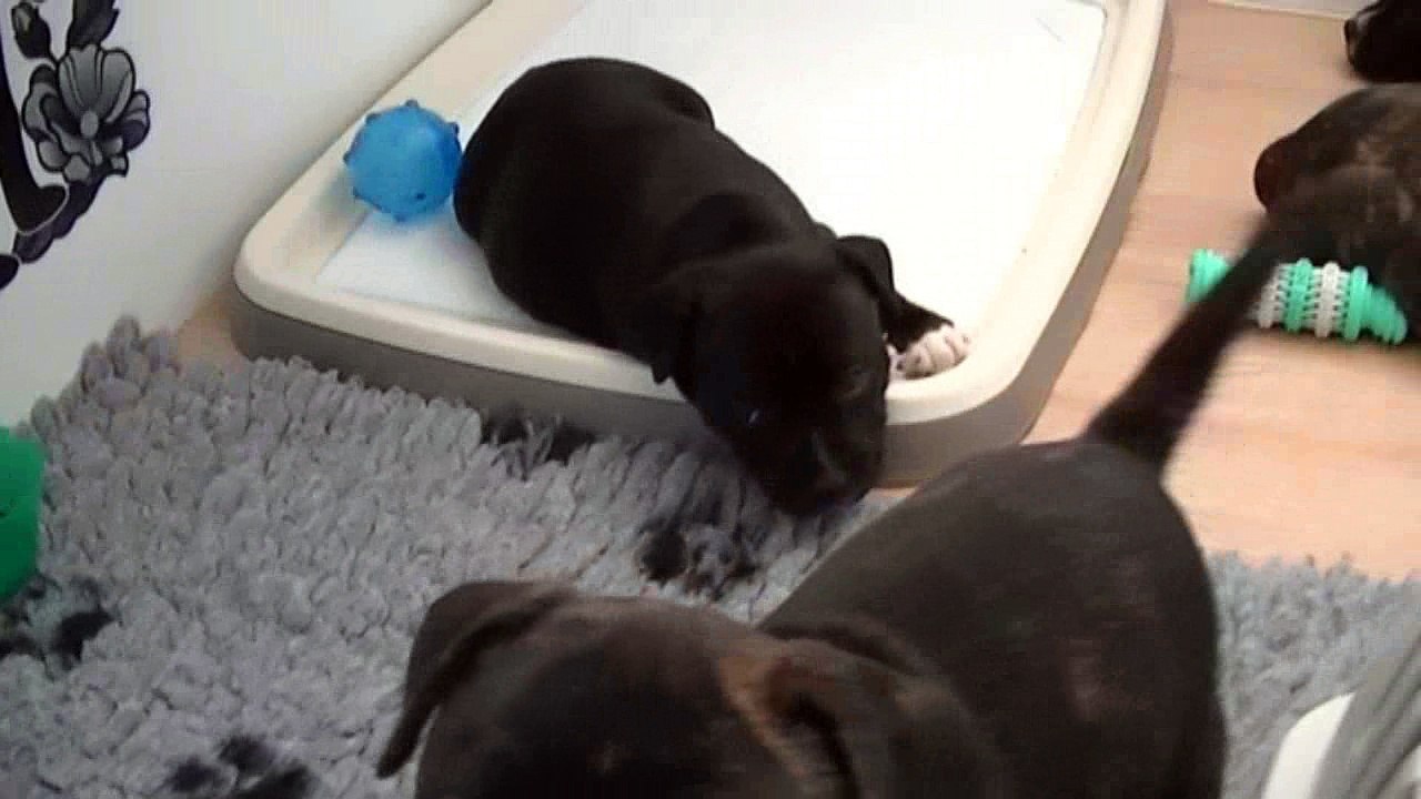 72ème vidéo  Chiots de la 25ème portée de STAFFORDLAND