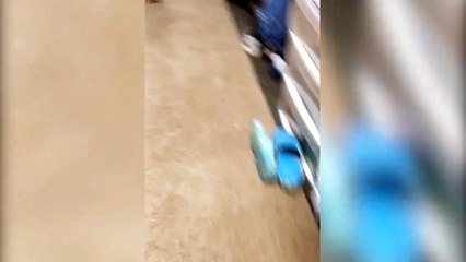 Cette chevre se prend pour un chien