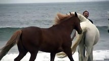 Tre cavalli sono in riva al mare. Quando quest'uomo si avvicina fanno qualcosa di meraviglioso!