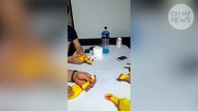 Ils jouent de la musique électronique en utilisant seulement des poulets en plastique !